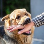 dog bite dog bite